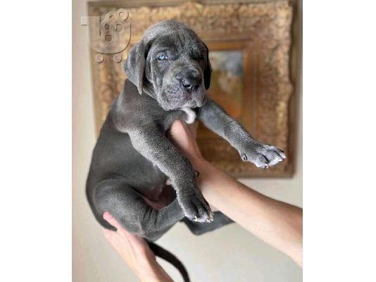 Kc reg Puppies της Great Dane